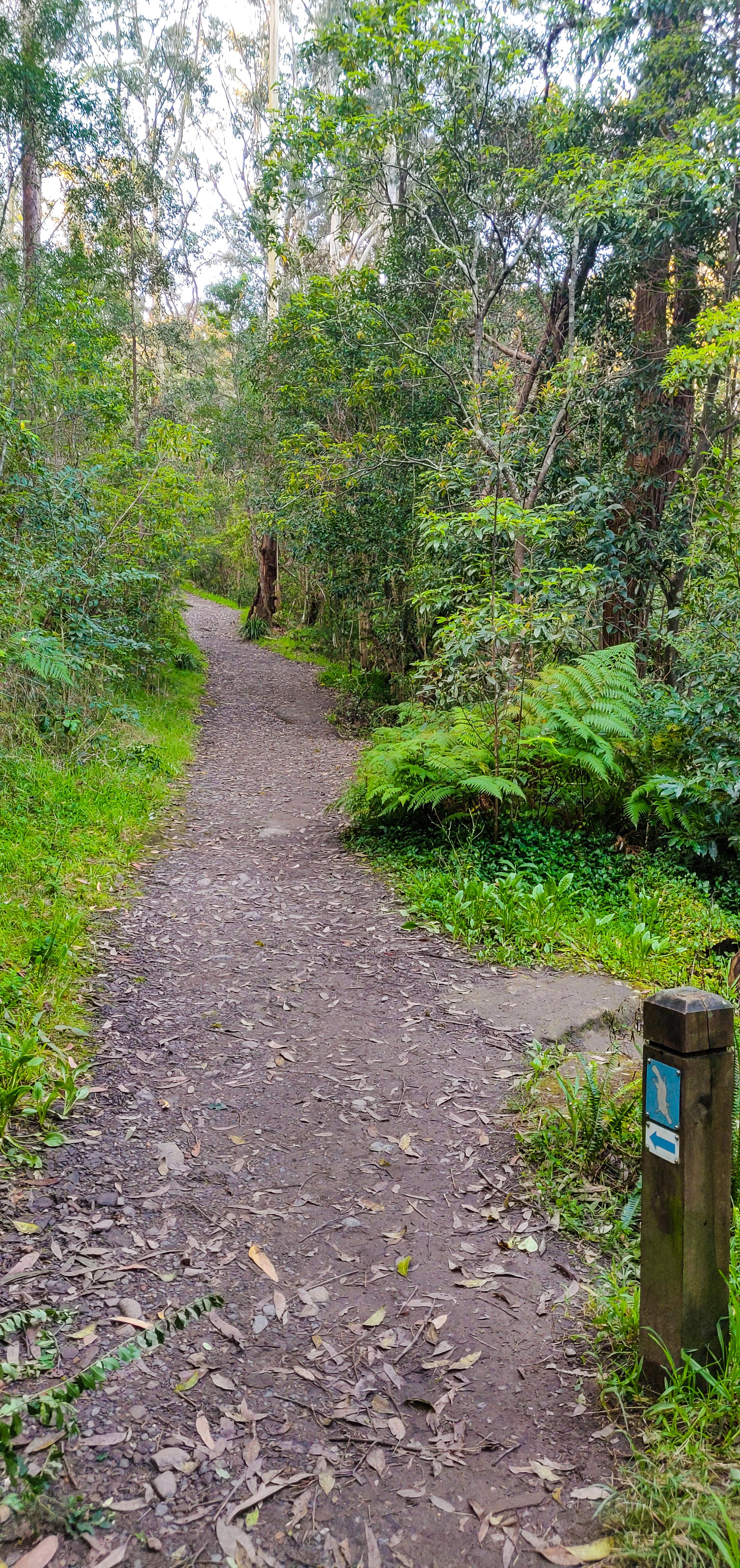 Platypus Track Final Uphill