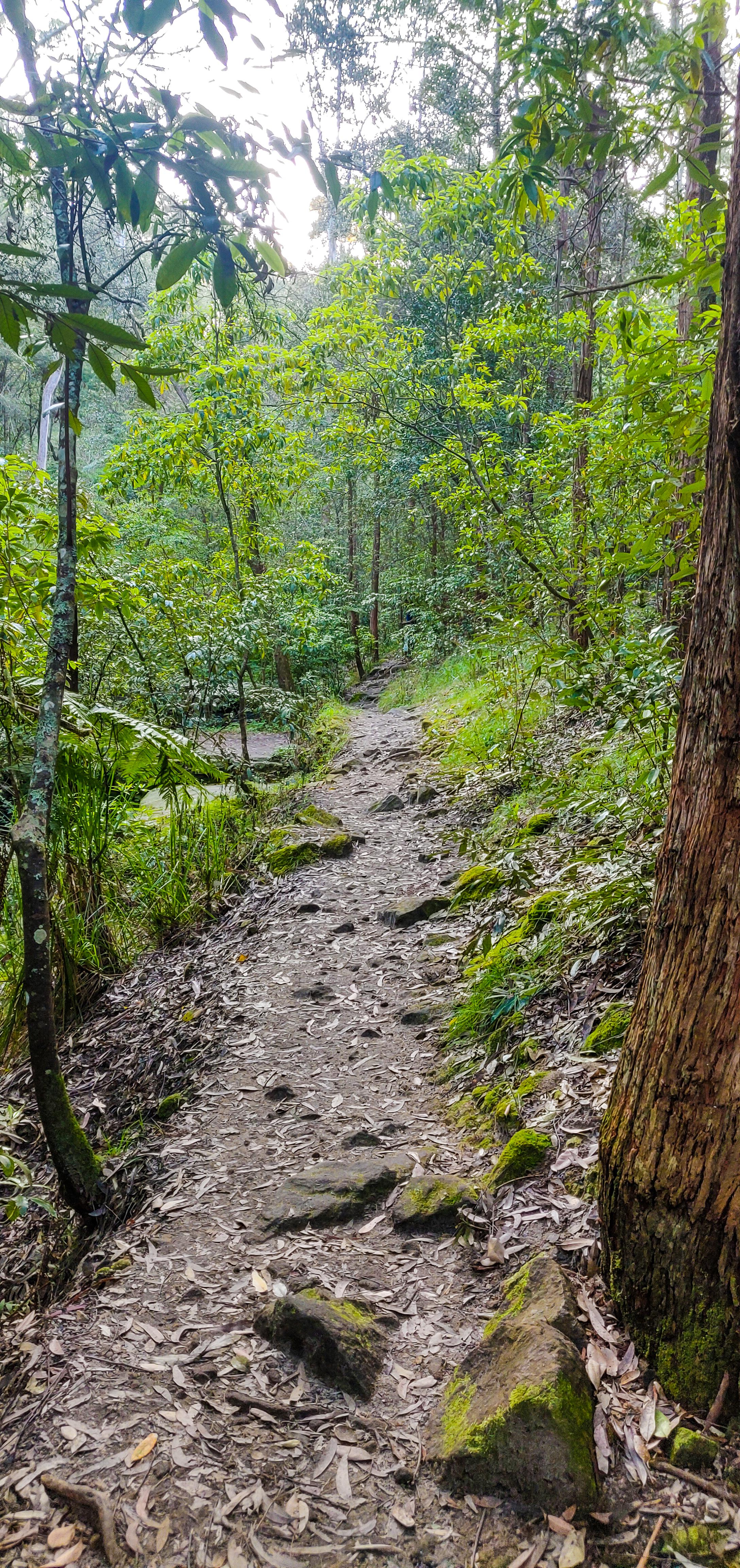 Walking Trail Before Loch Bruce