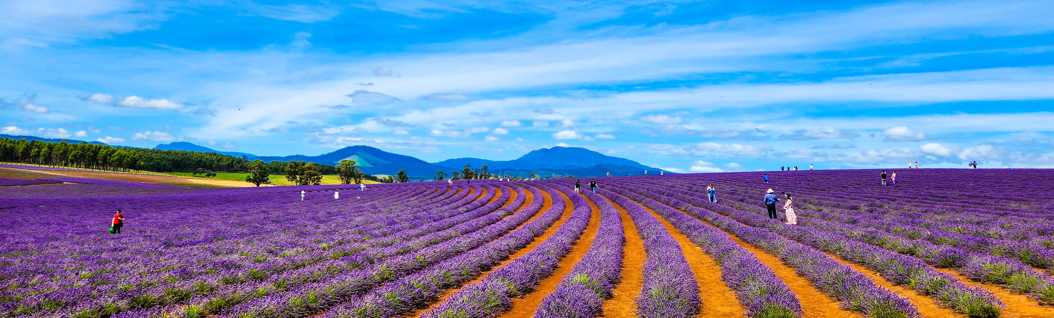 Bridestowe Lavender Estate