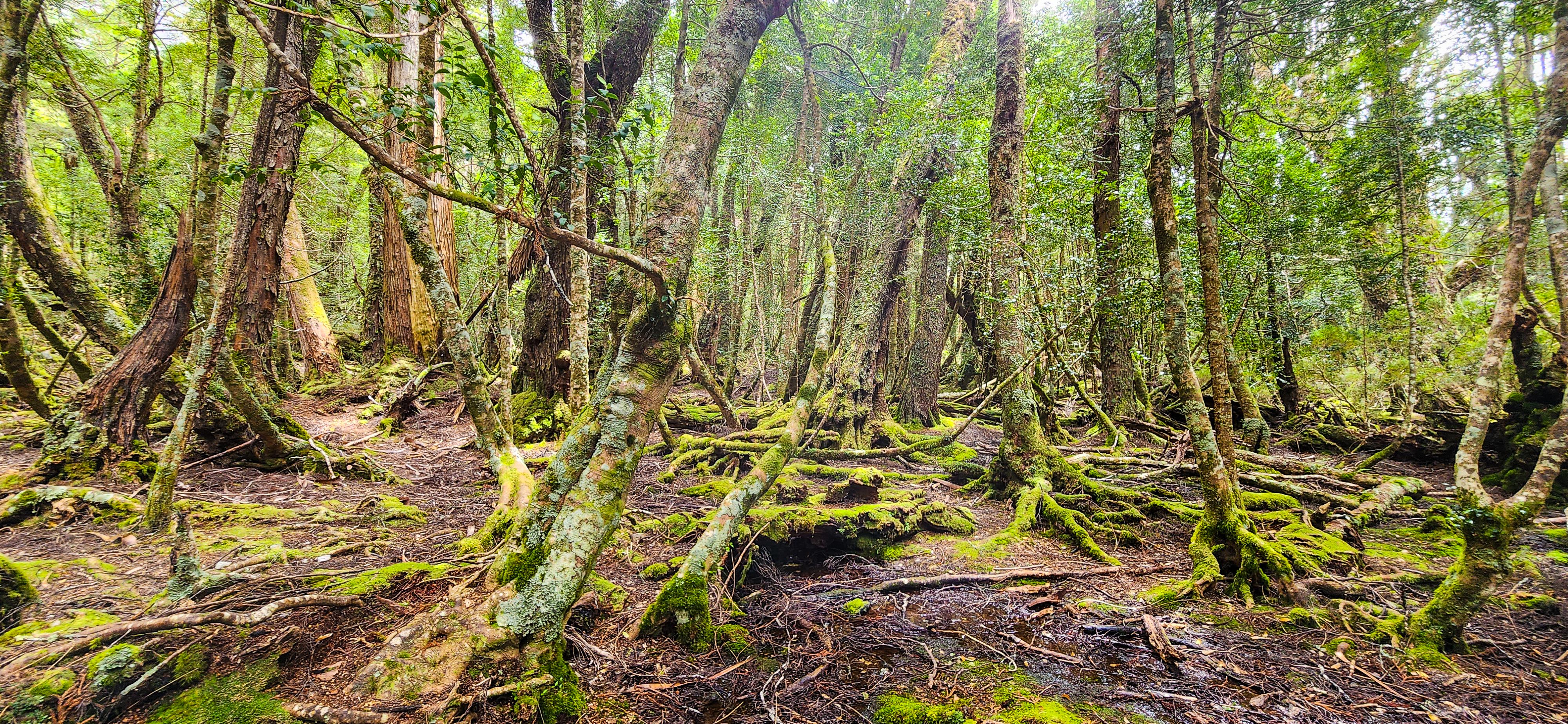 Ballroom Forest