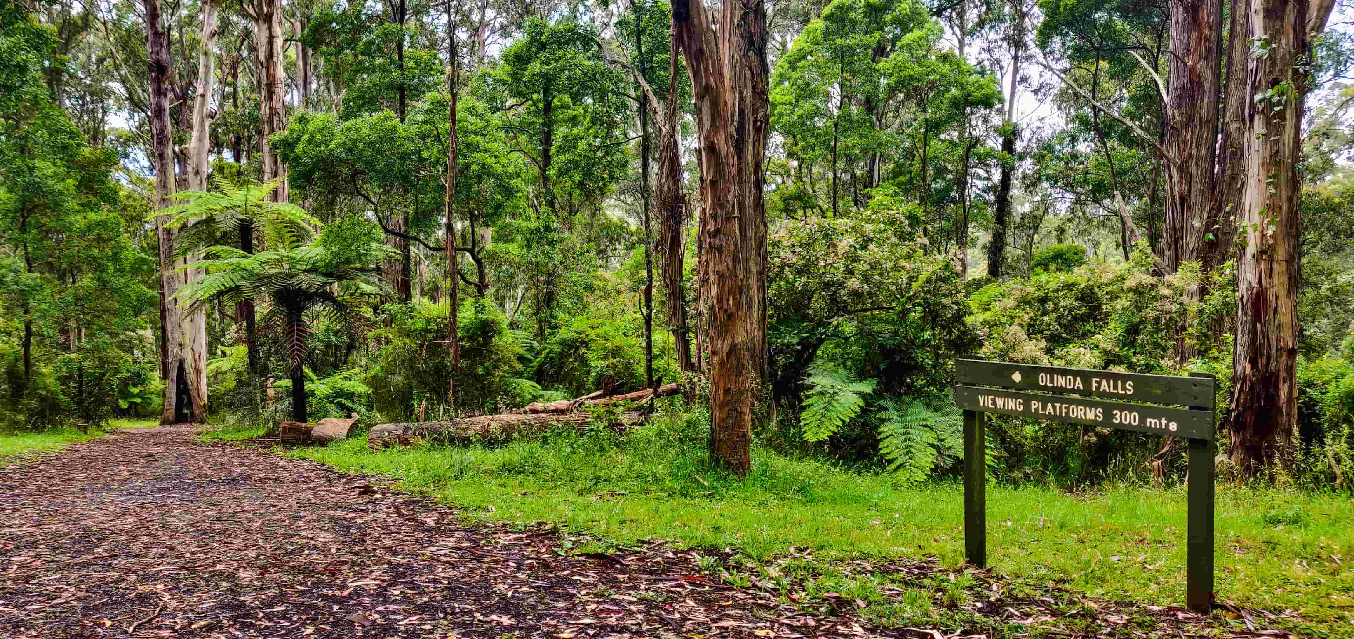 Olinda Falls Walking Track