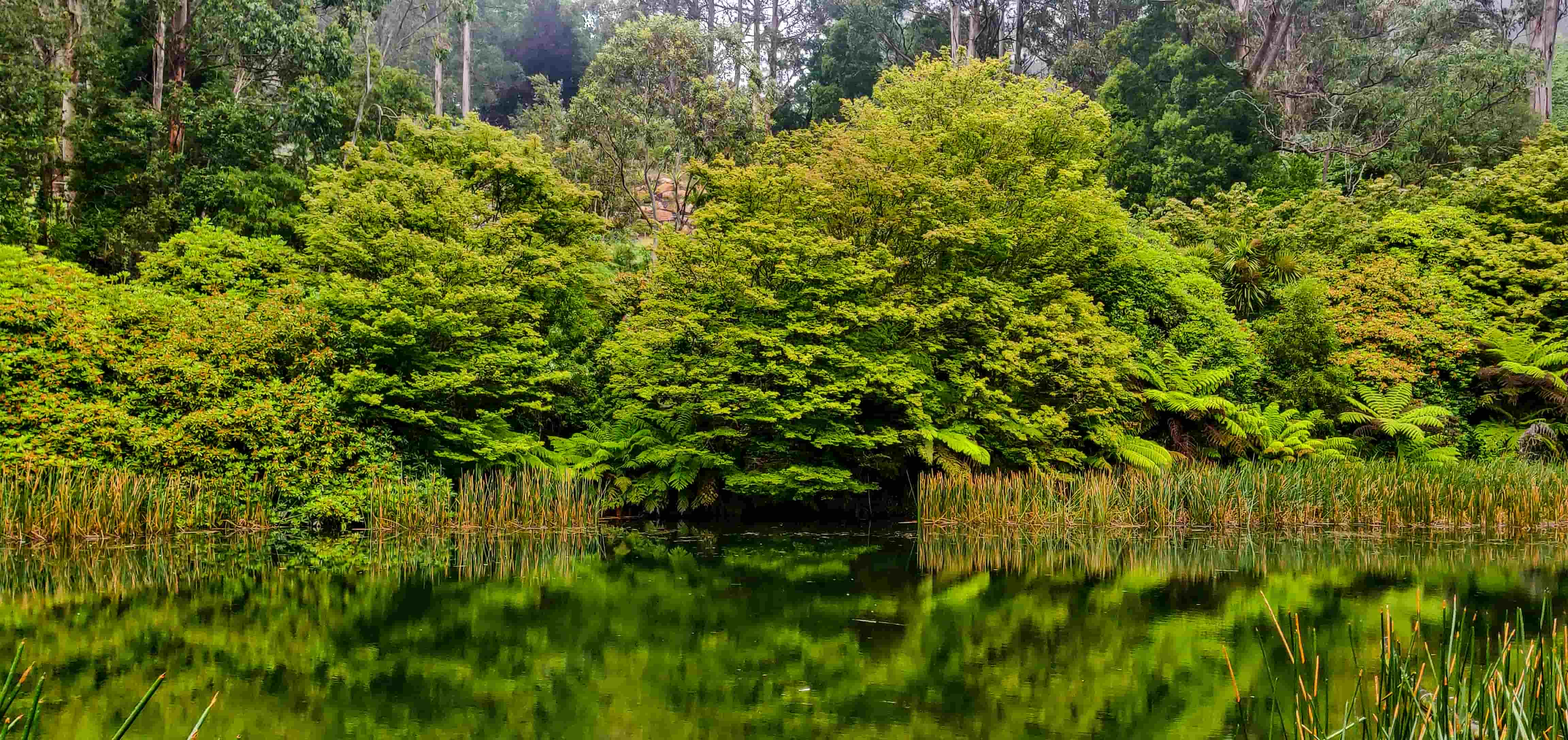 Dandenong Ranges Botanic Garden