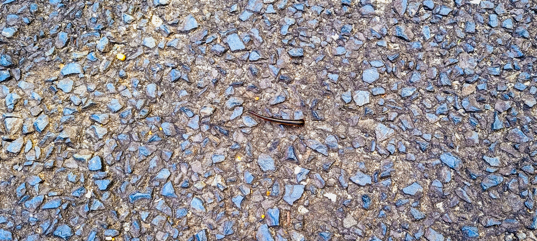 A leech in Blue Gum Walking Trail