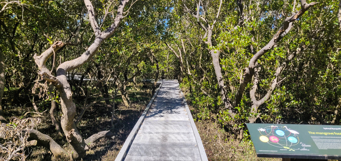 Badu Mangroves Boardwalk