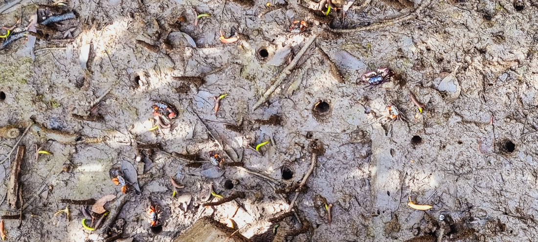 Bobbin Head Mangrove Boardwalk Mud Crabs