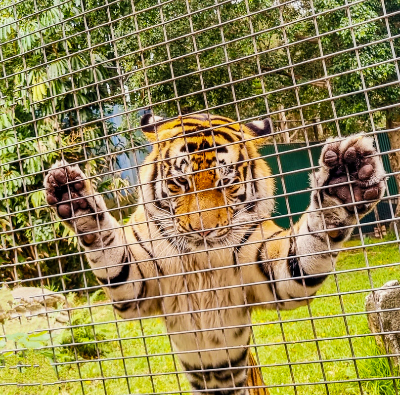 Tiger Feeding at Dreamworld in Gold Coast