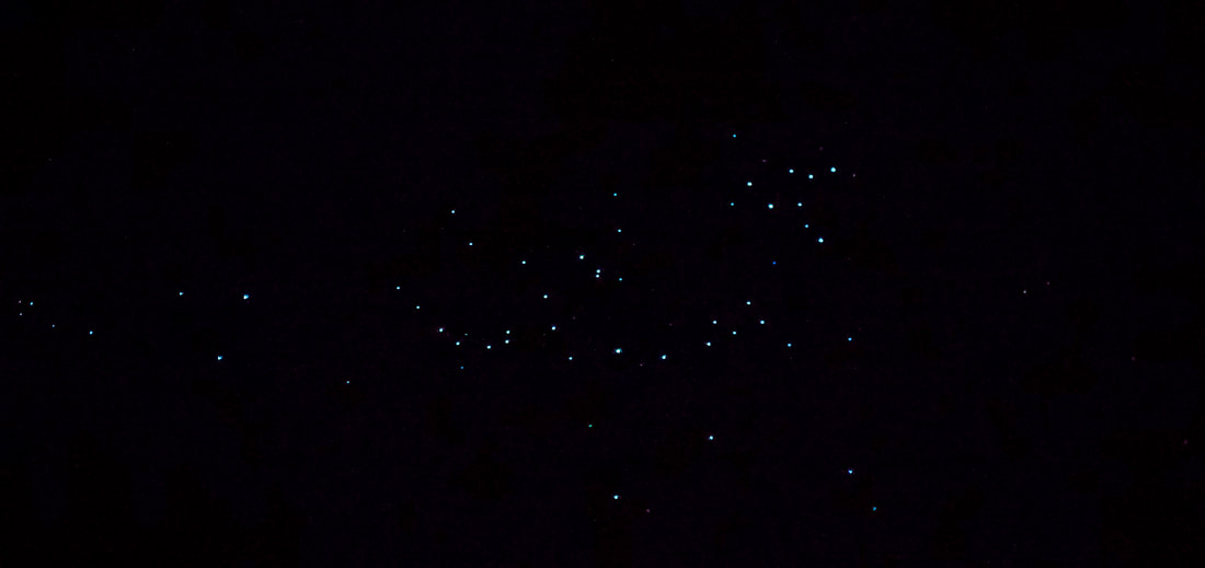 Glow worms in Natural Bridge, Springbrook National Park