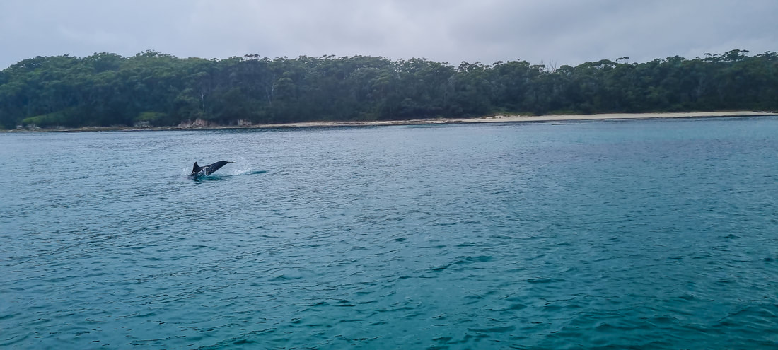 Jervis Bay Passage Tour - Dolphin Watching