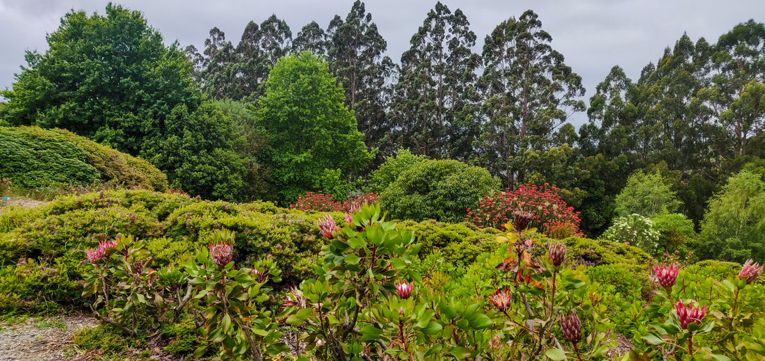 Dandenong Ranges Botanic Garden