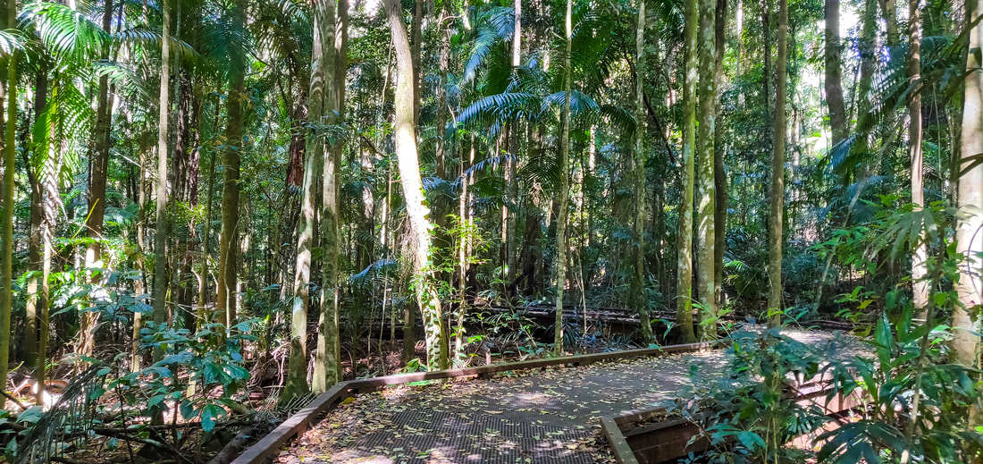 Mary Cairncross Scenic Reserve Rainforest Walk