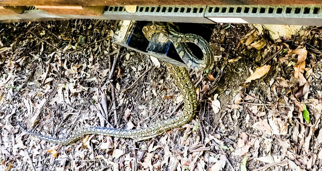 Python Spotting in Mary Cairncross Reserve
