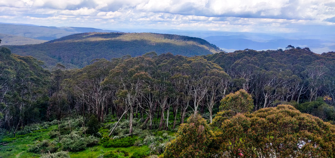 Mount Donna Buang View